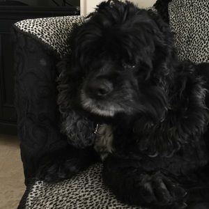 Meet your Posher, Toni