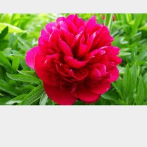 Meet your Posher, Aesha