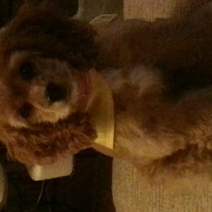 Meet your Posher, Margot