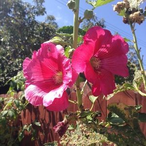 Meet your Posher, Sylvia