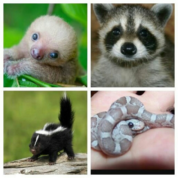 Meet your Posher, Emma - Picture 2 of 3