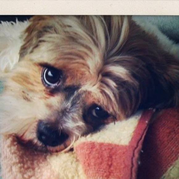 Meet your Posher, Jessica - Picture 1 of 1