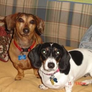 Meet your Posher, Robin