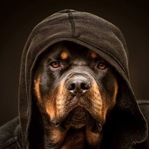 Meet your Posher, Jolie