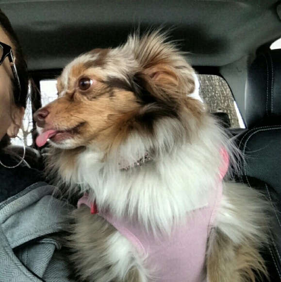 Meet your Posher, Li - Picture 2 of 2