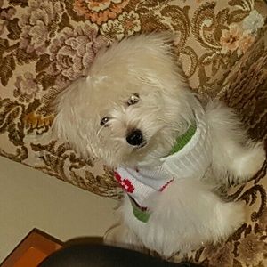 Meet your Posher, Zuly