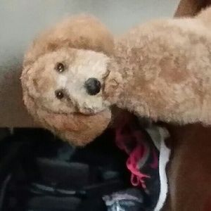 Meet your Posher, Scott