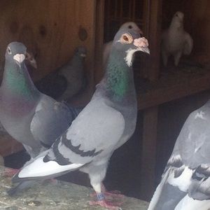 Meet your Posher, Lora