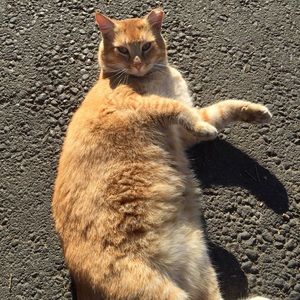 Meet your Posher, Lentil