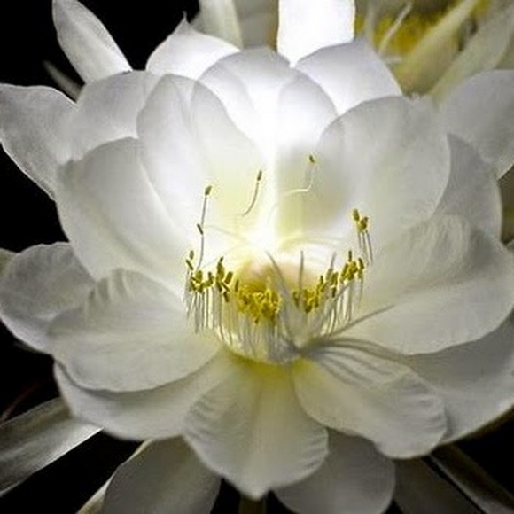 Meet your Posher, Quynh anh