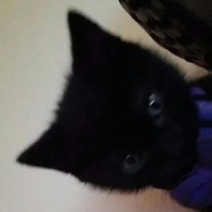 Meet your Posher, Penina