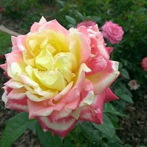 Meet your Posher, Angelique