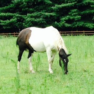 Meet your Posher, Lily