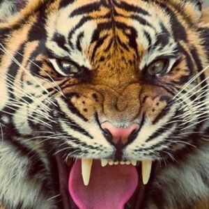 Meet your Posher, Janet