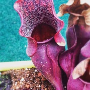 Meet your Posher, Kirsten
