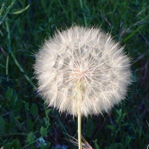 Meet your Posher, Ana