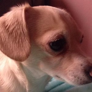 Meet your Posher, Jasmine