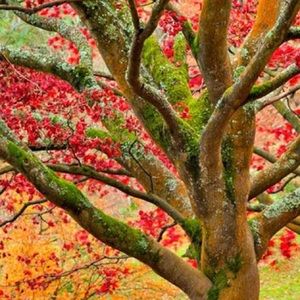 Meet your Posher, Pat