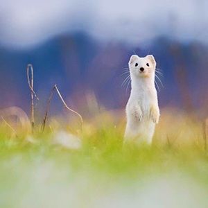 Meet your Posher, Petite