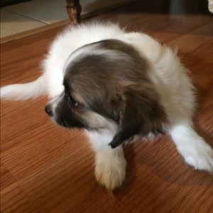 Meet your Posher, Joyce