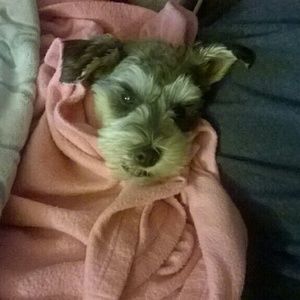 Meet your Posher, Natalie