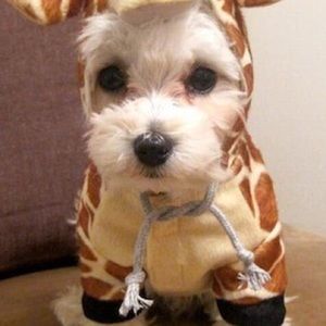 Meet your Posher, Liam