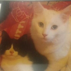 Meet your Posher, Bridget