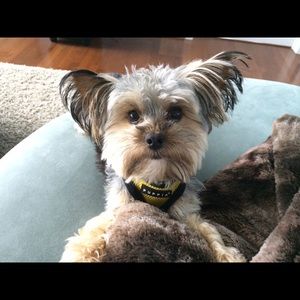 Meet your Posher, Adam