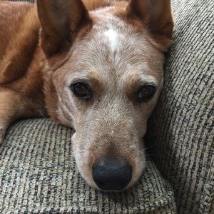 Meet your Posher, Cindy