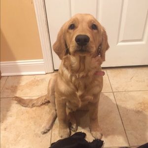 Meet your Posher, Mackenzie