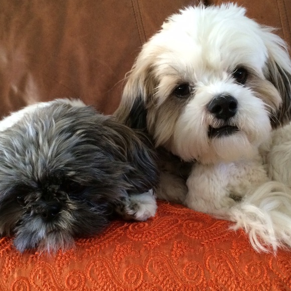 Meet your seller and buyer! π - Picture 2 of 4