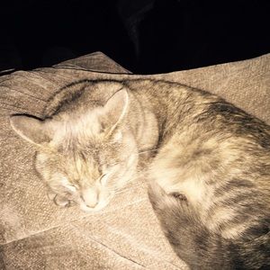 Meet your Posher, Allison