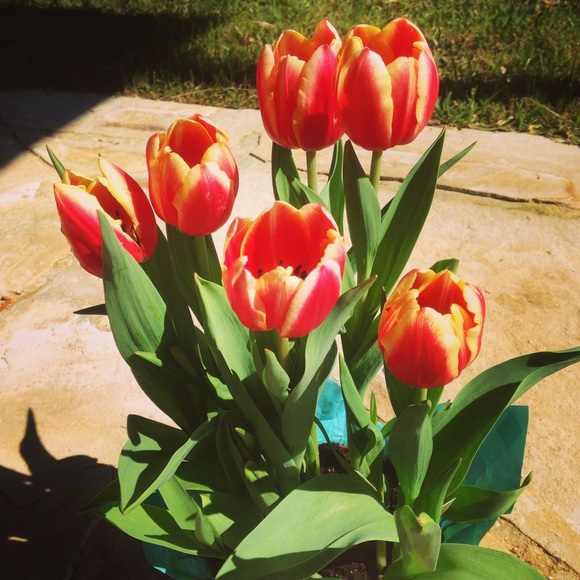 Meet your Posher, Hillary - Picture 1 of 1