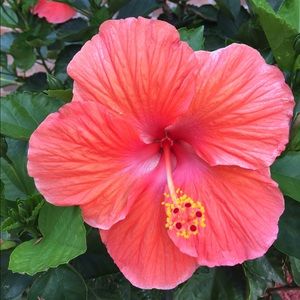 Meet your Posher, Cassi