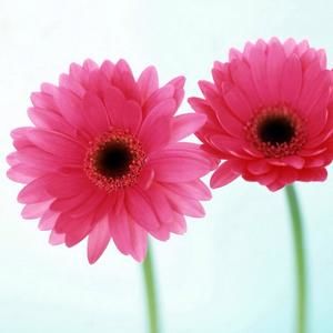 Meet your Posher, Kellene