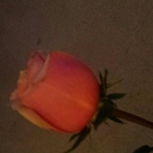 Meet your Posher, Mia