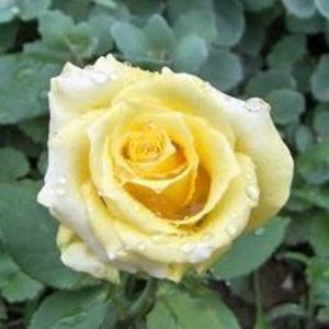 Meet your Posher, Tara