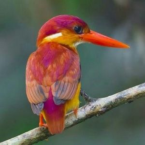 Meet your Posher, Janet