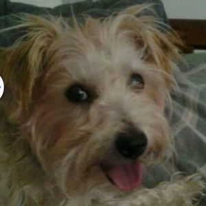 Meet your Posher, Buddy