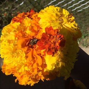 Meet your Posher, Autumn