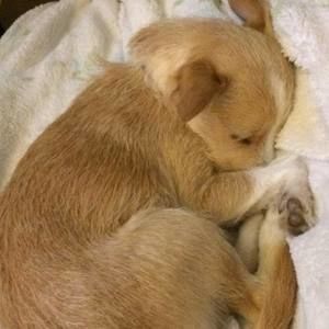 Meet your Posher, Lara