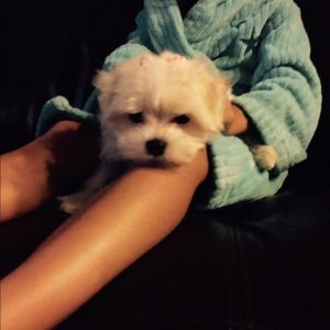 Meet your Posher, Bareket