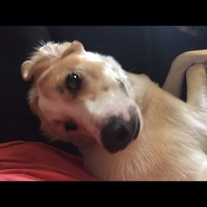 Meet your Posher, Alexa