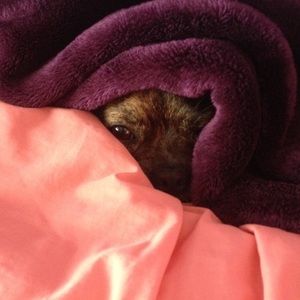 Meet your Posher, Rosalie