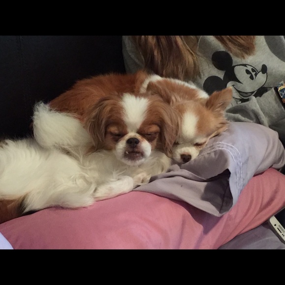 Meet your Posher, Bay - Picture 1 of 1