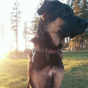 Meet your Posher, Alexie