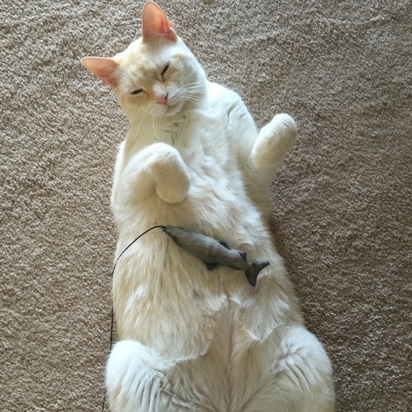 Meet your Posher, Cody - Picture 4 of 4