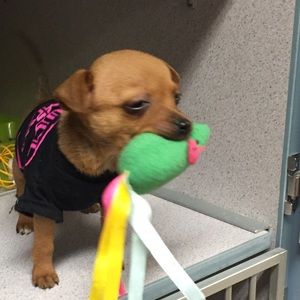 Meet your Posher, Celina