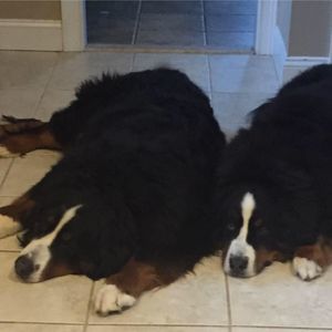 Meet your Posher, Noelle