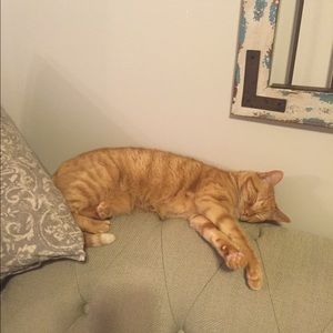 Meet your Posher, Donna